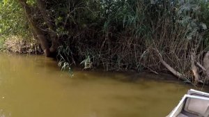 Закидушки в стене камыша Ловля сазана на жмых Рыбалка в Астрахани 2021 на день рыбака