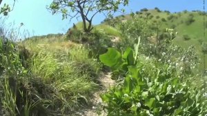 Охота на кеклик, Кабк шикори нав