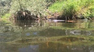 Ресса сплав, расширенная версия первой части