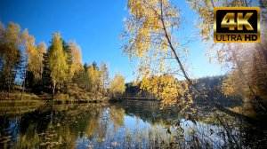 🍁 FOREST AND LAKE 🍁 Relaxing Sounds