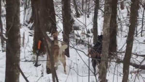 Охота на куницу с лайкой