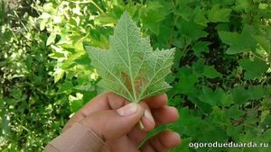 Лечим красные пятна на листьях смородины