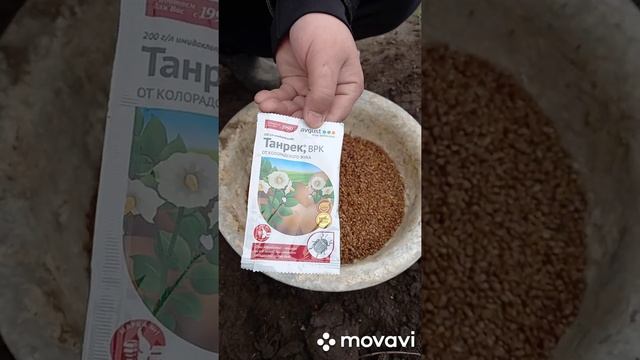 БОРЬБА С ВРЕДИТЕЛЯМИ В 2021 ГОДУ. КАК ИЗБАВИТЬСЯ ОТ МЕДВЕДКИ (КАПУСТЯНКИ) #shorts