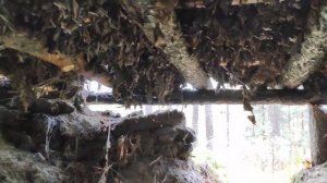 Прогулка по бору у реки Обь