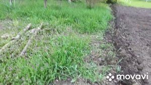 СЛАДКАЯ КУКУРУЗА. САХАРНАЯ КУКУРУЗА. ПОСЕВ КУКУРУЗЫ.РАССАДА КУКУРУЗЫ.КУКУРУЗА ВЫРАЩИВАНИЕ