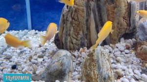 Аквариум с малавийцами