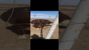 Яблоки и груши кайф .