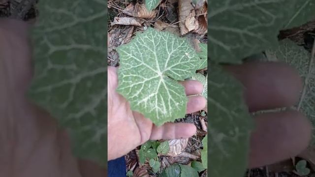 Zagrożenie alergiczne.uwaga !!! złocień kobaltowa , może wystąpić ( ferromagnetyk)