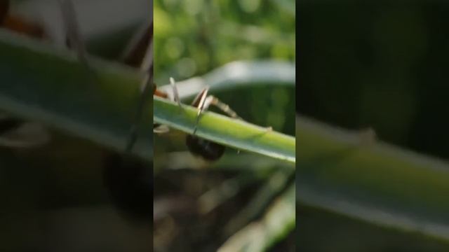 The Zombie Ant Apocalypse смотреть онлайн