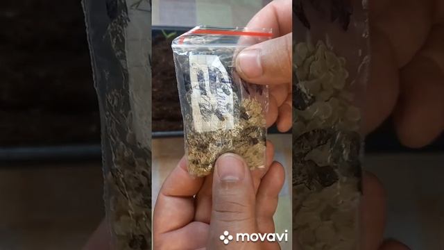 СОРТА ТОМАТОВ НА РОЗЫГРЫШ ДЛЯ ПОДПИСЧИКОВ!!!!!!!! ОГОРОД НА КУБАНИ. shorts# смотреть онлайн