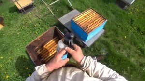 Работа на пасеке. Профилактика от гнильца