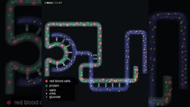 Состав и функции почек смотреть онлайн