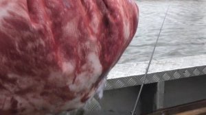 СУДАК НАЧАЛ ПОДНИМАТЬСЯ С МОРЯ Открытая вода в Астрахани Бешеный клев на джиг Рыбалка 2022
