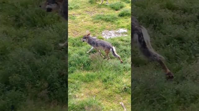 Mating av ulv смотреть онлайн