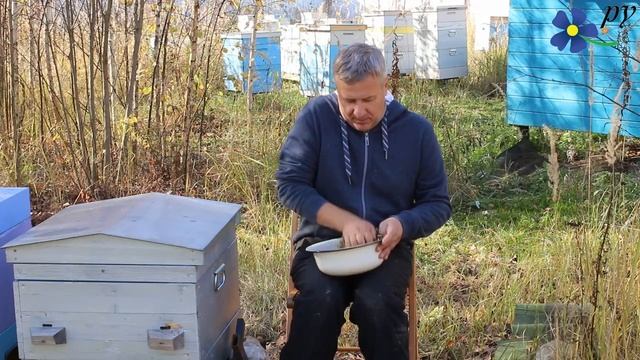 Чай из листьев облепихи смотреть онлайн