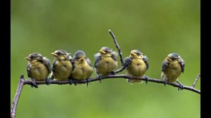 Былина о птицах(Анатолий Лядов -  Д. Вилейчик(наброски)