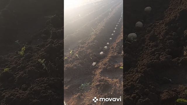 ПОСАДКА КАРТОФЕЛЯ КОЛОМБО В ОТКРЫТЫЙ ГРУНТ В 2023 ГОДУ. ОГОРОД НА КУБАНИ. shorts# смотреть онлайн