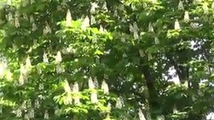Песня "Мой город - Херсон" Song "My city - Kherson"