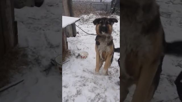 Влог 1 #. Играем с собакой и танцуем на льду. смотреть онлайн