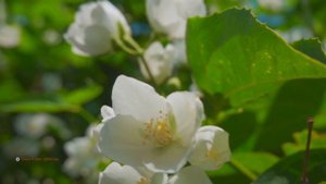 Устраняет стресс, высвобождает мелатонин и токсины - лечебная музыка для сердца и сосудов.