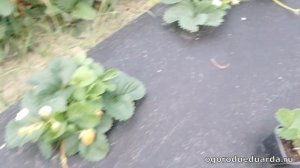 Показываю какое цветение и плодоношение у ремонтантной клубники Шарлотта и Эвис Делайт первого года