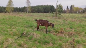 Я купила ещё одну козу! Новая-старая коза. Мои приключения.
