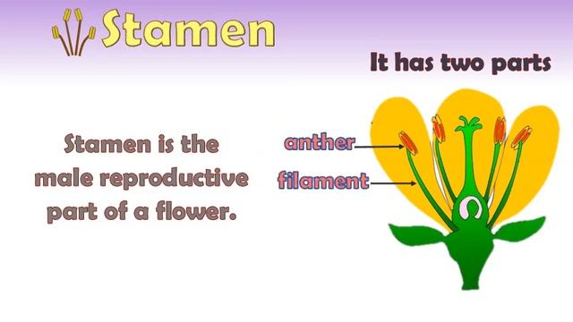 Flower parts and their functions; process of pollination смотреть онлайн