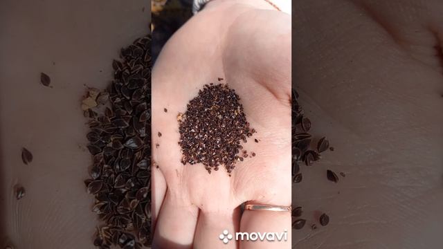 ПОСАДКА ЩАВЛЯ В ОТКРЫТЫЙ ГРУНТ В 2023 ГОДУ. ОГОРОД НА КУБАНИ. shorts# смотреть онлайн