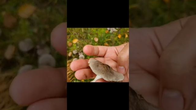 ГРИБЫ ПОД ОКНОМ 🏠 смотреть онлайн