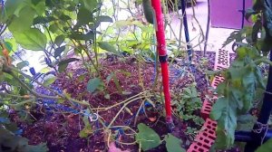 ШПАРГАЛКА! Когда и Чем подкормить огурец.Причины кривых огурцов.