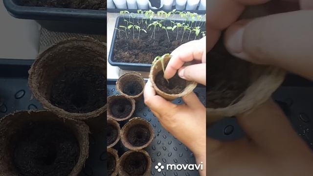 ПИКИРОВКА БАКЛАЖАНА КРАСАВЕЦ. ОГОРОД НА КУБАНИ. shorts# смотреть онлайн