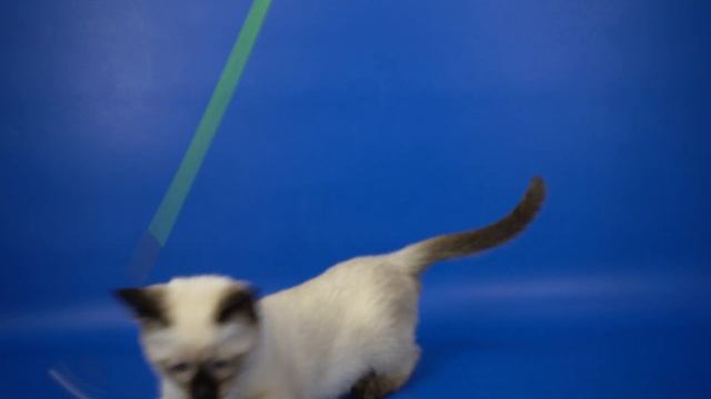 Тайская девочка Vanilla Gamlet, 2 месяца 20 дней смотреть онлайн