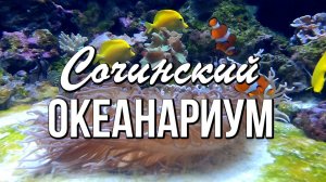 Сочинский Океанариум - незабываемая прогулка по дну океана...