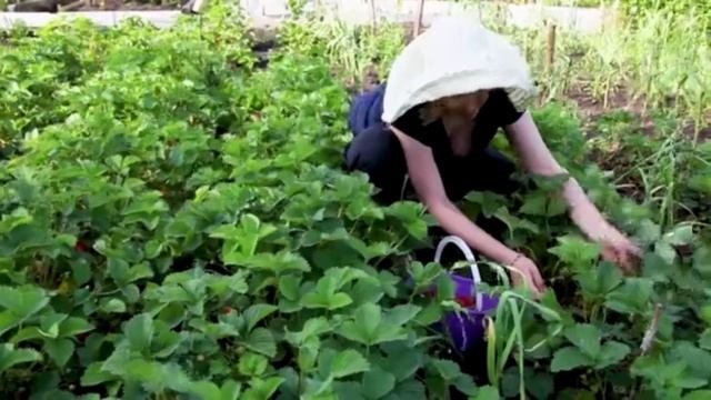 Июньские подкормки клубники.#клубника #земляника #удобрения