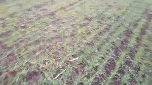 Кущение озимой пшеницы