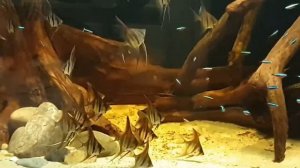 Биотопный аквариум с Альтумами от Gavin Hodgson