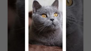 #Приметы про серых котов#