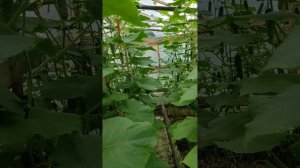 Огурец Кибрия F1 - Огурец Везунчик F1