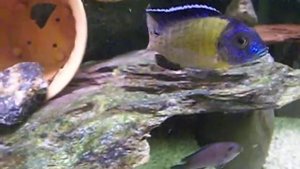 Aulonocara Blue Neon Chiwindi