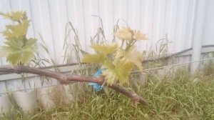 так ли страшны жирующие побеги винограда часть2