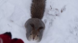 Ушастенький пушистик - Милейшая белка ❤ 🐿️ #покормибелку