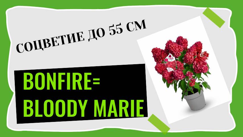 Гортензия метельчатая Bonfire 💞