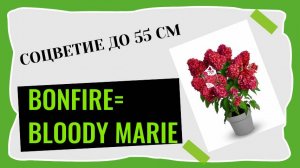 Гортензия метельчатая Bonfire 💞