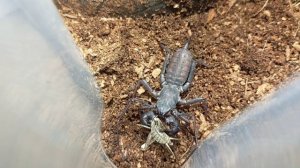 ФРИН и ТЕЛИФОН / новые ПАУКООБРАЗНЫЕ в коллекции