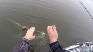 Две беды на Ахтубе. Откуда тут будет рыба?