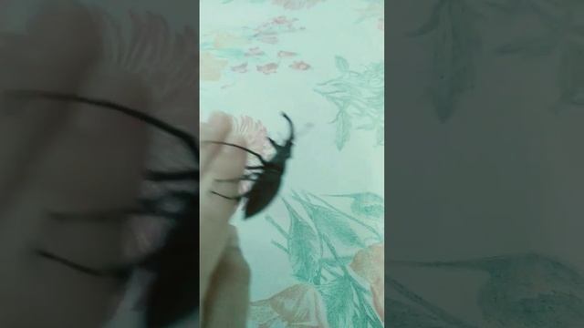 Я нашёл и словил жука оленя. смотреть онлайн