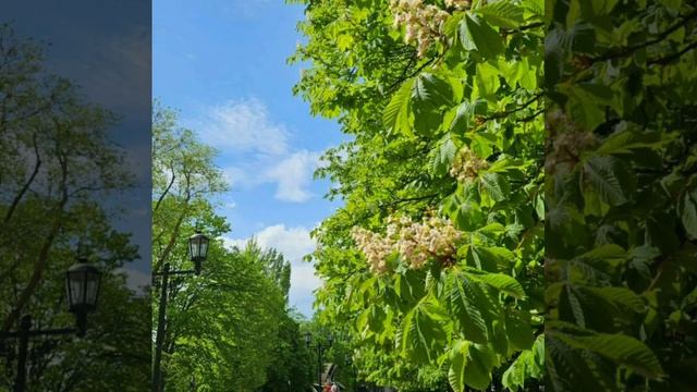 Красивая песня