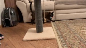 Новая игрушка🐈