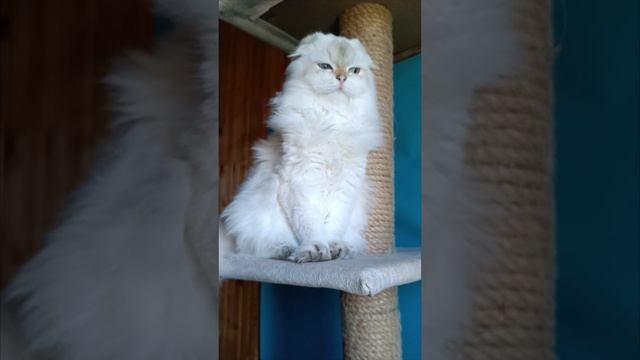 Породистая шотландская кошечка золотой пойнт хайленд Квинита продается. Все документы