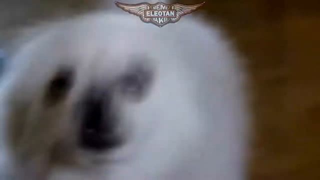 Крэйзи фрог(сумашедшая лягушка).CRAZY FROG em CACHORRÊS